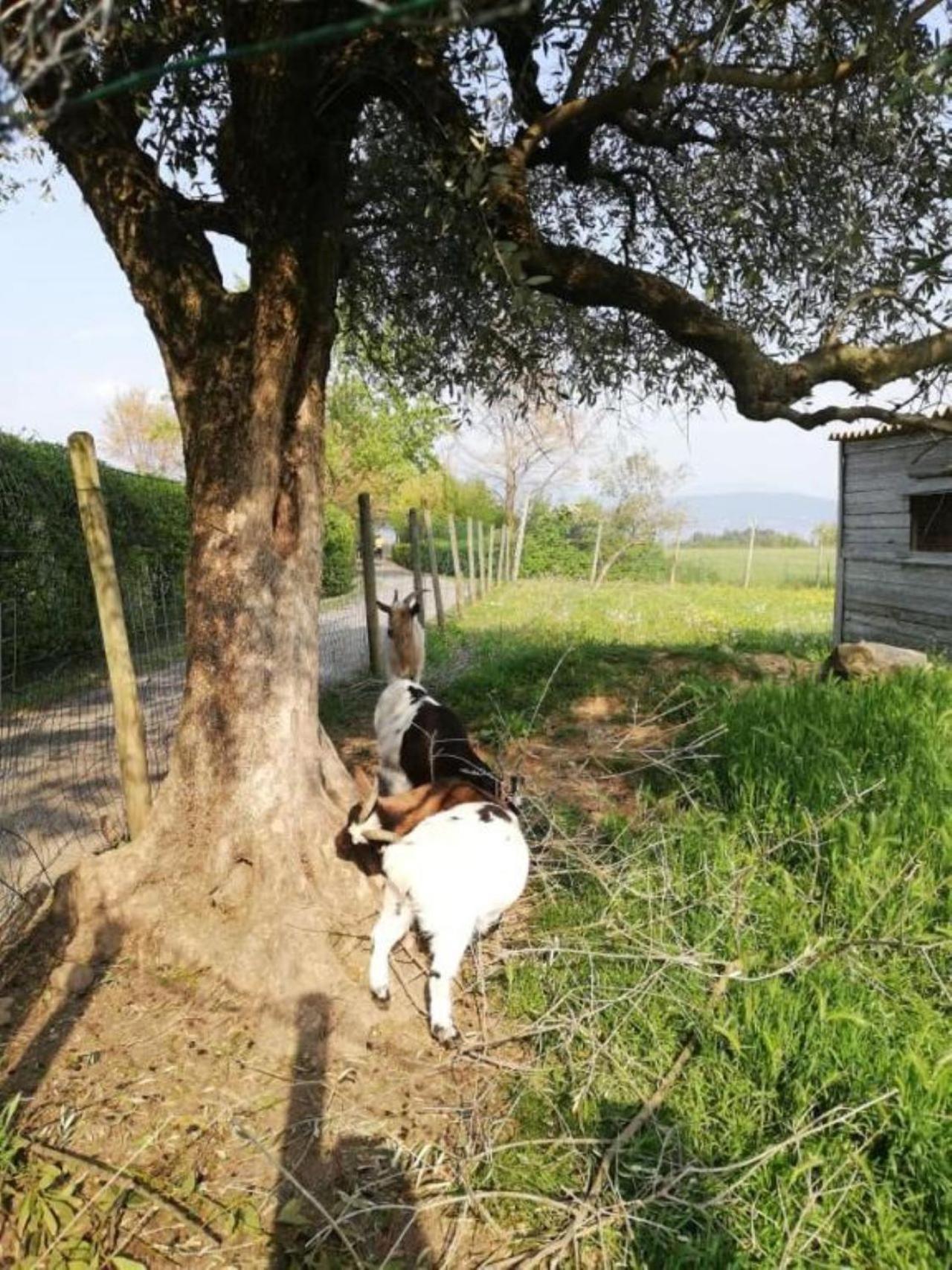 Dolce Lago B&B San Felice del Benaco Buitenkant foto
