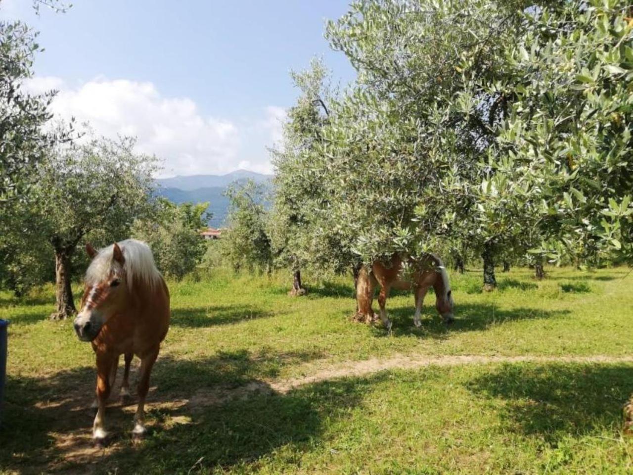 Dolce Lago B&B San Felice del Benaco Buitenkant foto